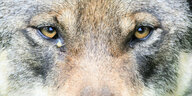 Nahaufnahme von den Augen eines Wolfes